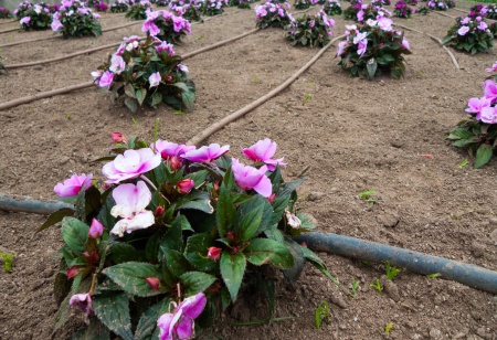 Προσφέρουμε εμπορία φυτών